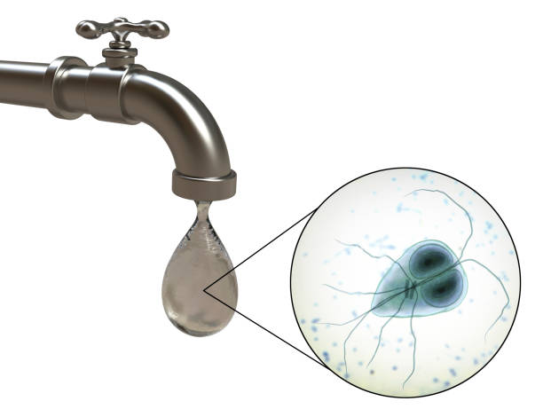 Safety of drinking water concept Safety of drinking water concept, 3D illustration showing Giardia intestinalis protozoan, the causative agent of giardiasis and diarrhea, contaminating drinking water giardia lamblia stock pictures, royalty-free photos & images