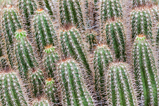 green cactus background, group of succulents