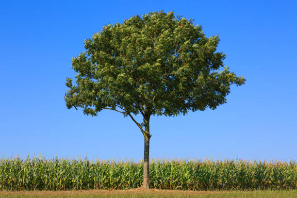 istock Single Tree on green field, isolated on blue sky background. 1147830851