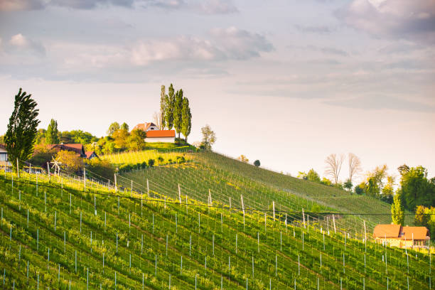 istock Austria Vineyards Leibnitz area south Styria travel spot 1147831069