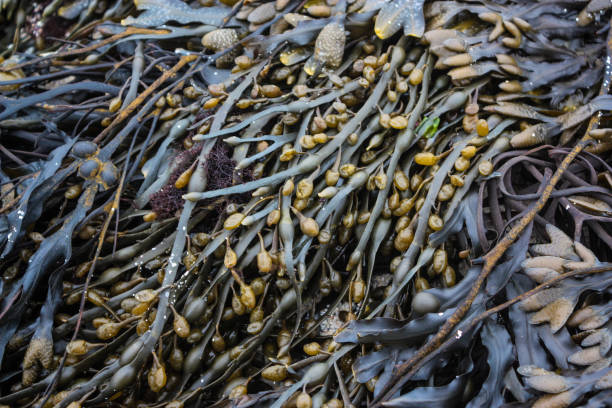 istock Brown and Green Seaweed 1147832022