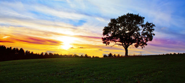 istock Colorful sky with sunset and big tree . Abstract background. 1147832592