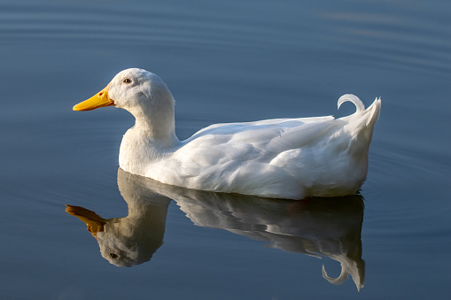 Pekin duck (also known as Long Island or Aylesbury duck) on a still calm lake with reflection in the water