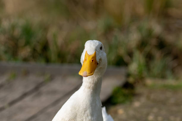 istock Portrait of a white heavy Pekin Duck 1147833431