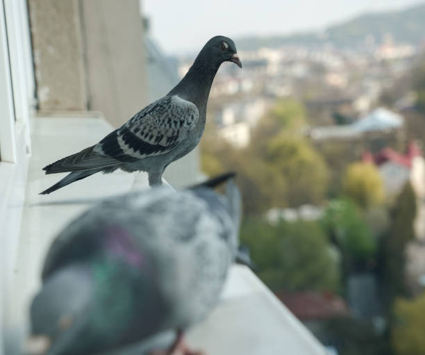 istock Angry pigeon jealously watching another eating 1147836111