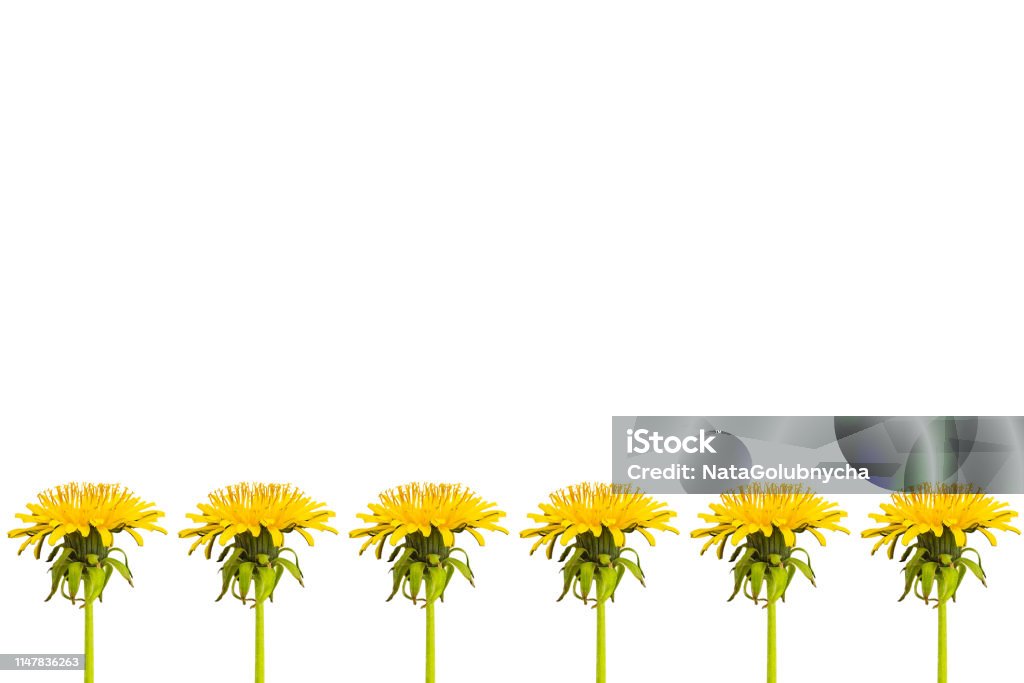 Hilera De Flores De Diente De León Y Hojas Sobre Un Fondo Blanco Patrón Sin Costuras Foto de stock y más banco de imágenes de Amarillo - Color - iStock Hilera De Flores De Diente De León Y Hojas Sobre Un Fondo Blanco Patrón Sin Costuras Foto de stock y más banco de imágenes de Amarillo - Color - iStock