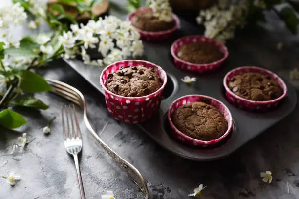 Yummy homemade chocolate muffins and small white flowers of bird cherry on dark gray background closeup