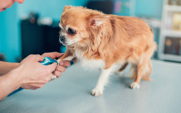 dog ' s leg sendo raspado em animal hospital - chihuahua stroking pets human hand - fotografias e filmes do acervo