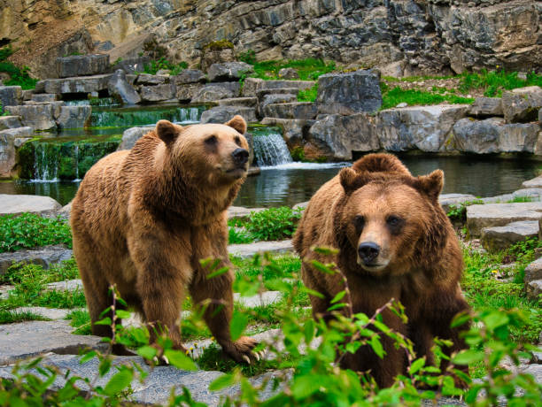 istock Two bears in a natural park of Grotte-de-Han 1147841597