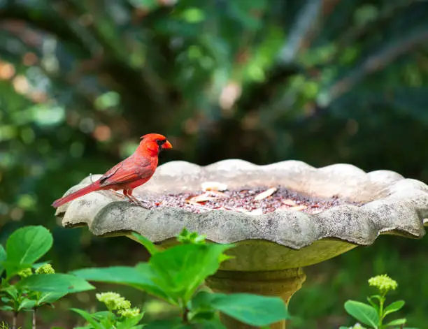 A cardinal bird at a dry birdbath