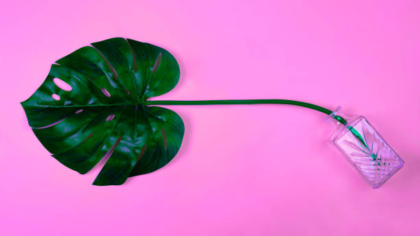 istock Juicy green tropical monstera leaf 1147842441