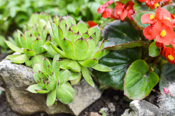 istock Houseleeks growing on the rock 1147842877