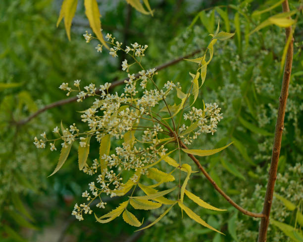 istock Azadirachta indica, commonly known as neem, nimtree or Indian lilac 1147843793