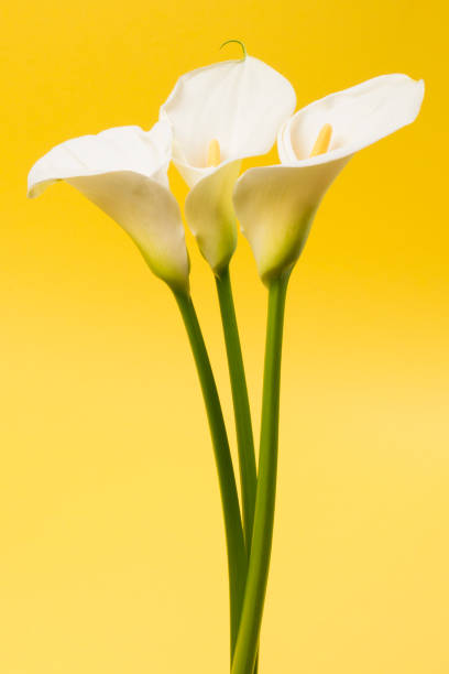 istock calla lily flowers yellow background 1147844148