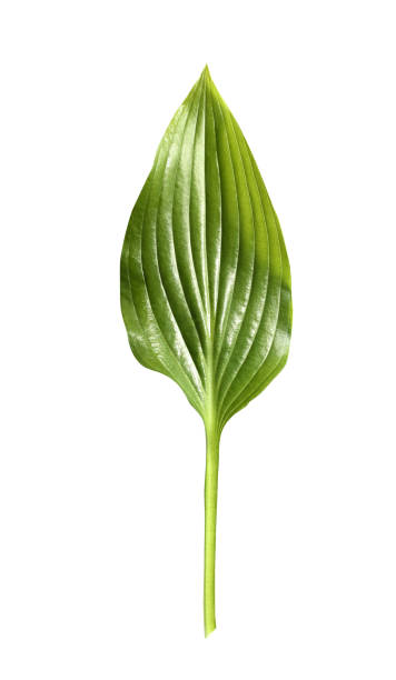 istock Fresh tropical leaf isolated on white background. Leaf Hosts for design. 1147845286