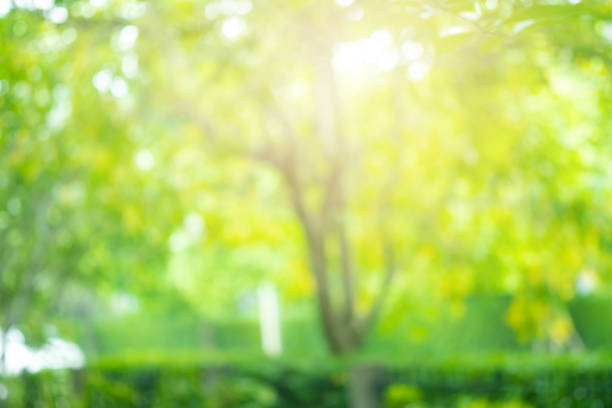 istock Bokeh blur tree nature background with sunlight on summer. Spring season. 1147845495