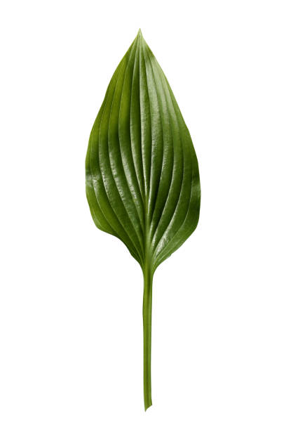 istock Fresh tropical leaf isolated on white background. Leaf Hosts for design. 1147845626