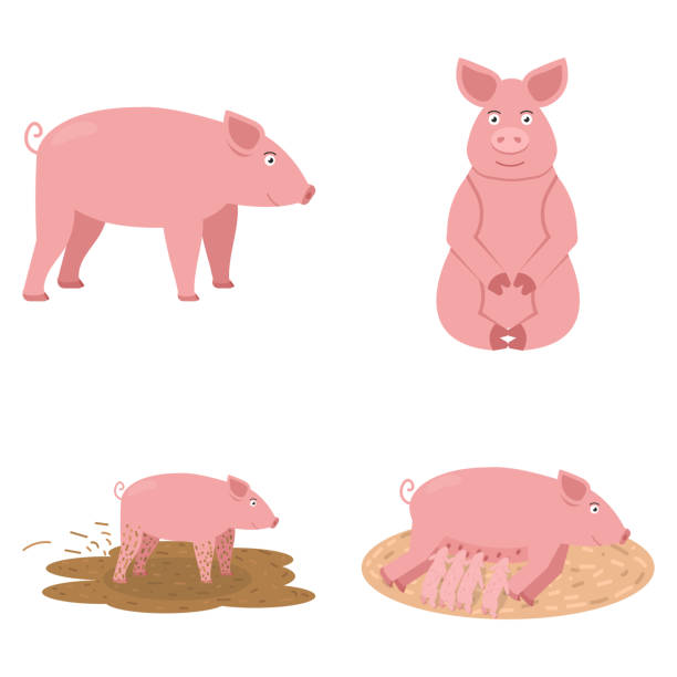 돼지 아이콘 세트, 귀여운 분홍색 돼지 앉아, 그 아이 들을 먹이와 늪을 통해 산책, 동물 벡터 일러스트 - 암퇘지 stock illustrations