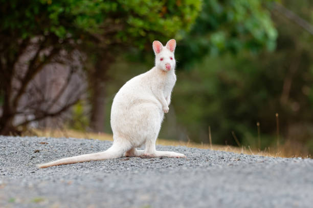 istock Bennett's wallaby - Macropus rufogriseus, also red-necked wallaby, medium-sized macropod marsupial, common in eastern Australia, Tasmania, introduced to New Zealand, England, Scotland, Ireland and France 1147845809