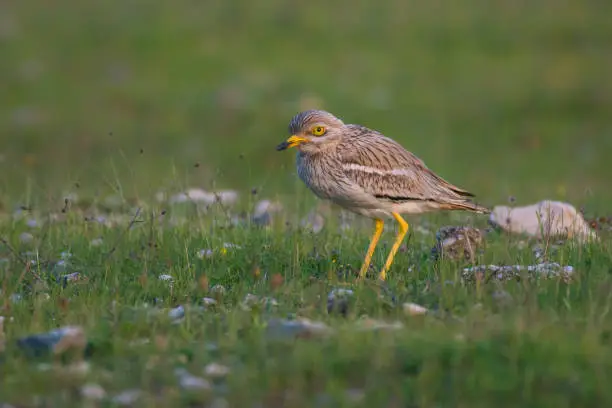 The Eurasian stone curlew