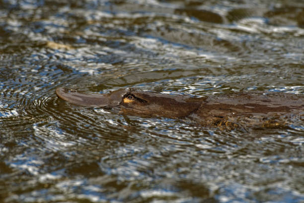 dziobaka - ornithorhynchus anatinus, dzioby kaczki dzioby dziobu, półakwotowy ssak do składania jaj endemicznych do wschodniej australii, w tym tasmania - duck billed platypus wildlife animal endangered species zdjęcia i obrazy z banku zdjęć