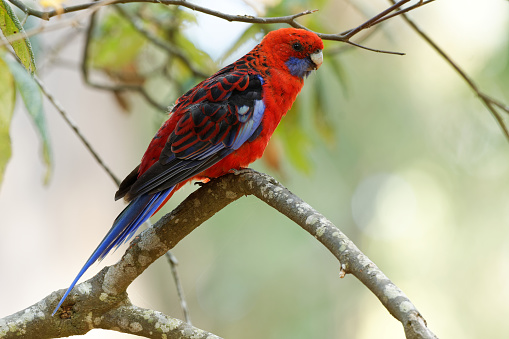 Crimson Rosella - Platycercus elegans a parrot native to eastern and south eastern Australia, introduced to New Zealand and Norfolk Island, mountain forests and gardens.