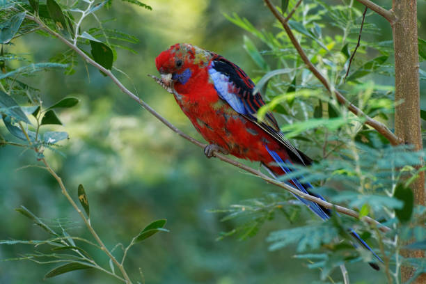 istock Crimson Rosella - Platycercus elegans a parrot native to eastern and south eastern Australia, introduced to New Zealand and Norfolk Island, mountain forests and gardens 1147848389
