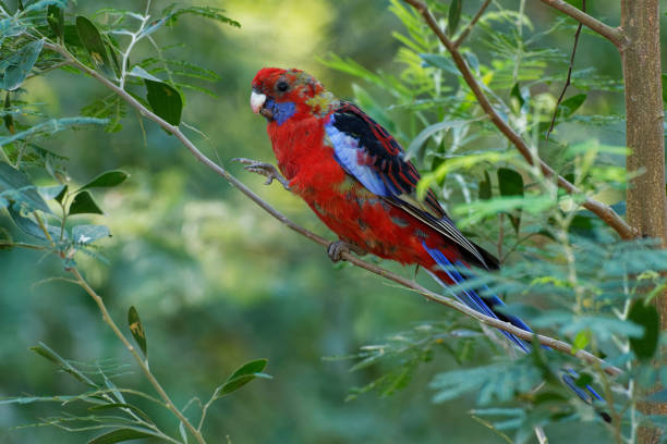 Crimson Rosella - Platycercus elegans a parrot native to eastern and south eastern Australia, introduced to New Zealand and Norfolk Island, mountain forests and gardens.