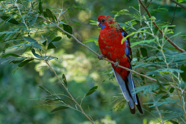 istock Crimson Rosella - Platycercus elegans a parrot native to eastern and south eastern Australia, introduced to New Zealand and Norfolk Island, mountain forests and gardens 1147848651