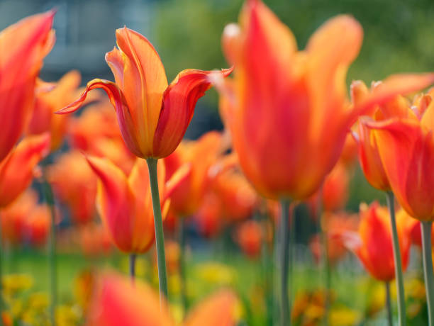 istock orange tulips in the garden background 1147849538