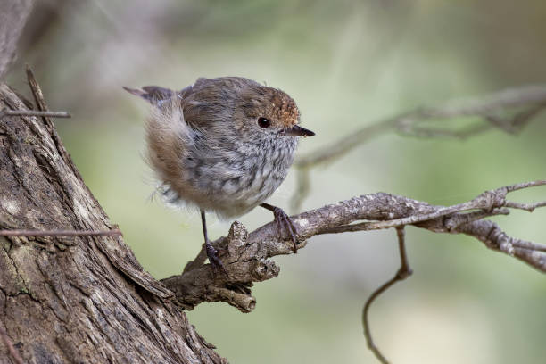 ブラウン thornbill-acanthiza pusilla passerine、タスマニアを含む東部および南東オーストラリアで発見された昆虫の飼料 - tasmanian animals ストックフォトと画像