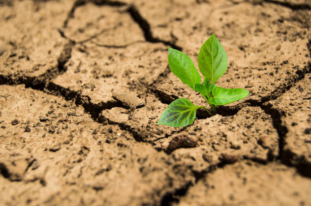 istock Young plant growing in arid soil. Power or success concept 1147850972