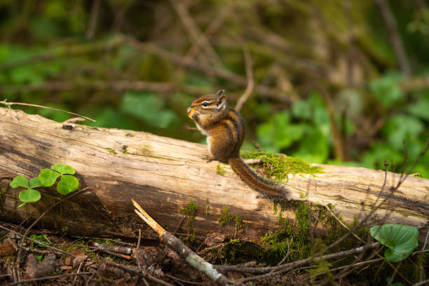 Chipmunk in the forest eating Chipmunk in the forest eating eastern chipmunk photos stock pictures, royalty-free photos & images
