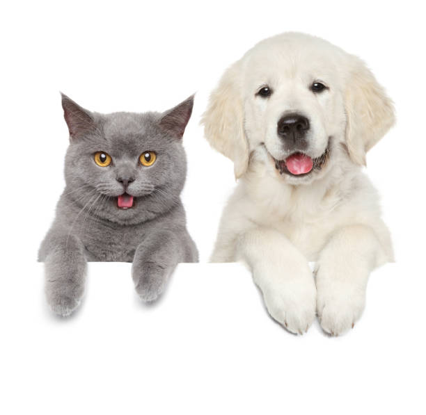 istock Cat and dog over white banner 1147851959