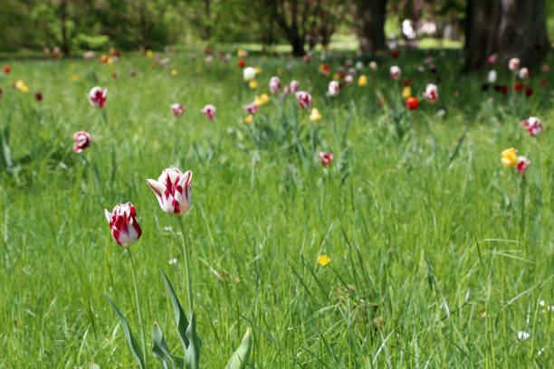 Beautiful tulips bloom in the City Park.