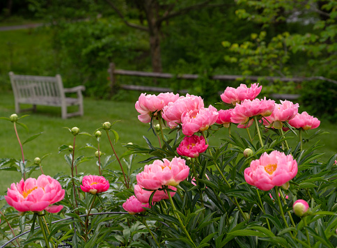 Photo of pink peony plants in bloom on a formal garden.