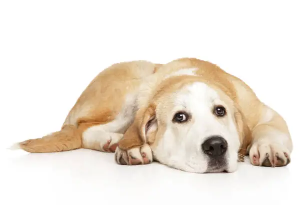 Sad Central Asian Shepherd puppy lies on white background