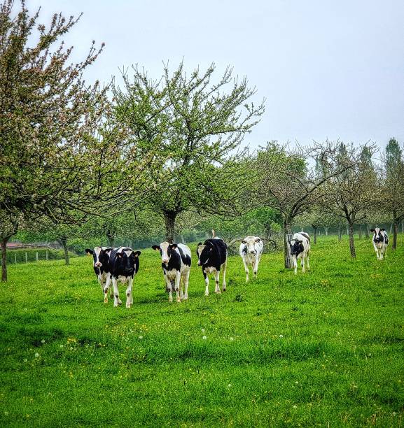 A few cows in the spring in a very green field. Apple trees in bloom. Characteristic of Normandy.