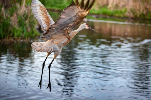 istock Sandhill crane taking off at sunset time 1147855341