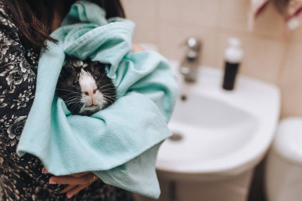 Taking a bath. A young girl holds a wet guinea pig in a blue towel close up. Bathing a pet in the sink. stock photo