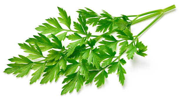 istock Parsley isolated on white 1147856886