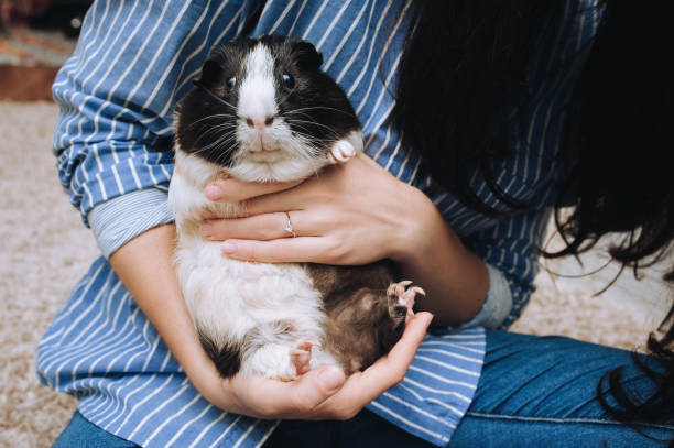 The girl and the owner keeps a guinea pig with a large mustache in her arms and sells it. Favorite pet and fat animal. stock photo