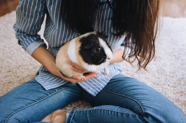 una ragazza in abiti di jeans blu è seduta sul tappeto e tiene in braccio una cavia tricolore. concetto di cura degli animali domestici. - guinea pig pets child stroking foto e immagini stock