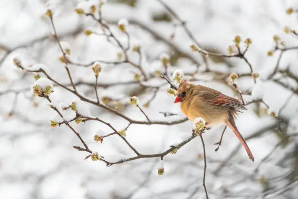 Puffed up one female northern cardinal, Cardinalis, bird perched on tree branch during winter in Virginia by flower buds