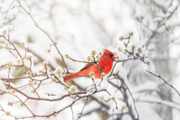 istock One male northern cardinal Cardinalis bird or redbird perched on tree branch during winter snow in northern Virginia with red beak and flower buds 1147857151
