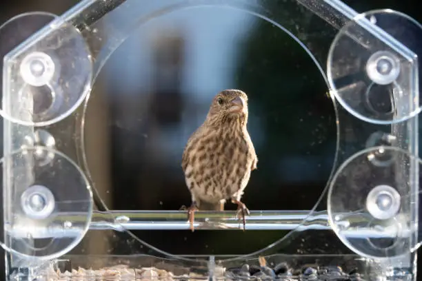 One female house finch bird perched on plastic glass window feeder looking up in Virginia eating sunflower seeds