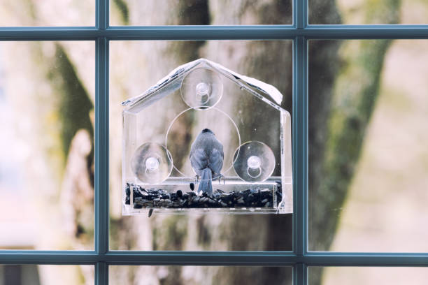 istock Back of one tufted titmouse perched on plastic window bird feeder with suction cups, sunflower seeds in Virginia 1147857249