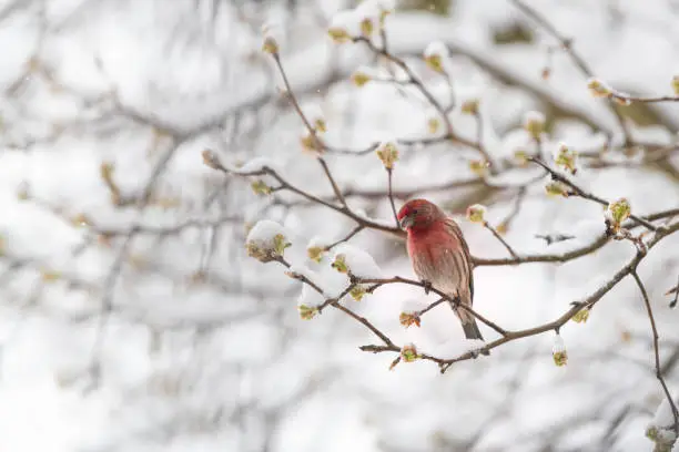 One male red house or purple finch, Haemorhous mexicanus, bird sitting perched on tree branch during winter spring snow in Virginia