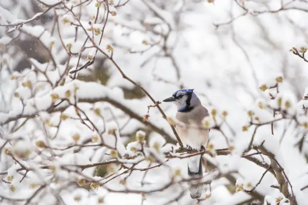 One blue jay bird side profile perched on tree branch during heavy winter in Virginia by flower buds