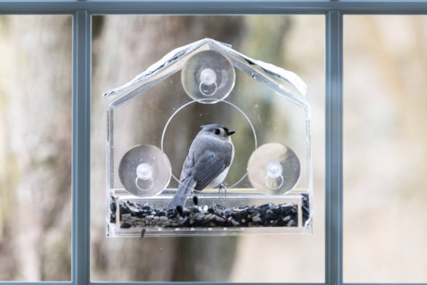 un mésange tufté perché sur un mangeoire à oiseaux en plastique regardant en arrière avec ventouses, graines de tournesol en virginie - tufted tit photos et images de collection